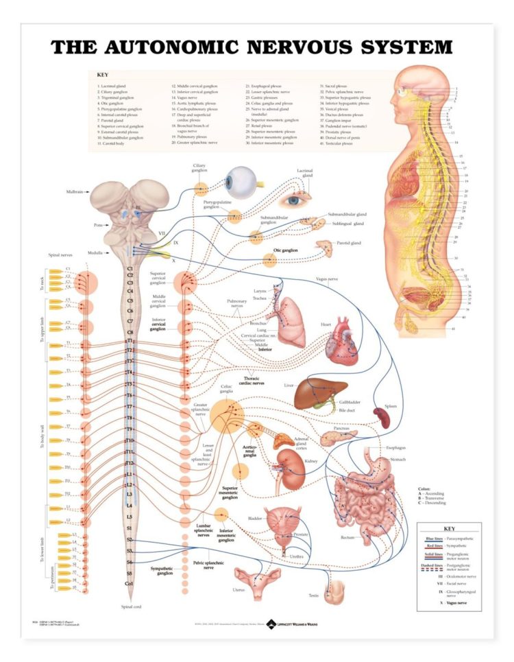 nervous system chart