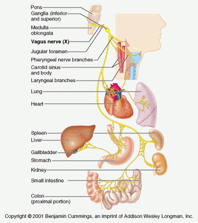 Anxiety and IBS