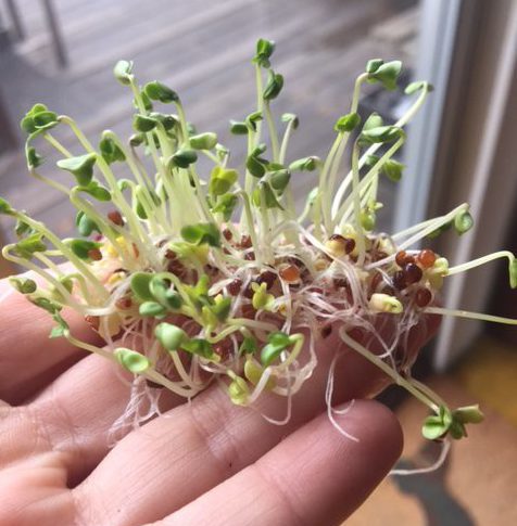 The amazing benefits of broccoli sprouts for IBS