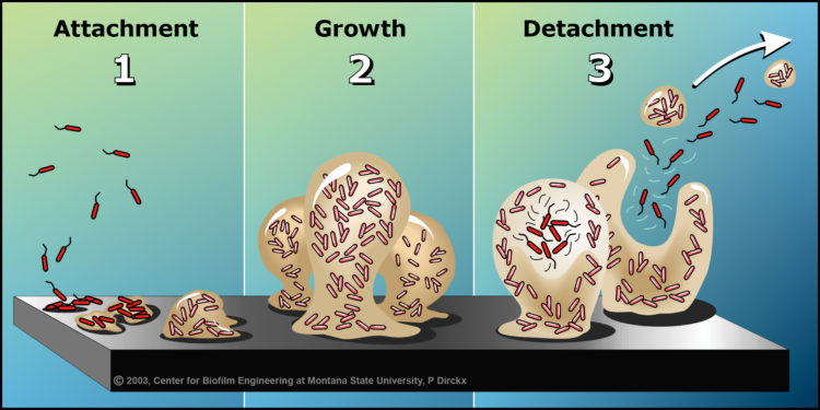 The biofilm life cycle illustrated in three steps: initial attachment events, the growth of complex biofilms, and detachment events by clumps of bacteria or by a 'swarming' phenomenon within the interior of bacterial clusters, resulting in so-called 'seeding dispersal.'